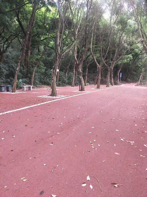 廣州增城龍山古樹公園案例----透水混凝土